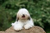 TERRIER DU TIBET 205